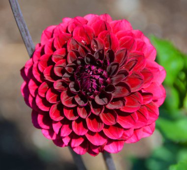 Dahlia, Meksika, Orta Amerika ve Kolombiya 'da yetişen tüylü, veremli ve uzun ömürlü bir bitki cinsidir..