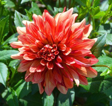 Dahlia, Meksika, Orta Amerika ve Kolombiya 'da yetişen tüylü, veremli ve uzun ömürlü bir bitki cinsidir..