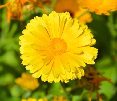 Coreopsis, Asteraceae familyasından bir bitki cinsidir. Kalliopsis ve kene tohumu gibi yaygın isimler, çeşitli bitkilerle paylaşılan bir isimdir..   