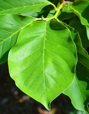 Magnolia yaprağı, Magnoliaceae familyasının Magnolioideae alt familyasından yaklaşık 210 çiçekli bitki türüdür. Adını Fransız botanikçi Pierre Magnol 'dan almıştır..