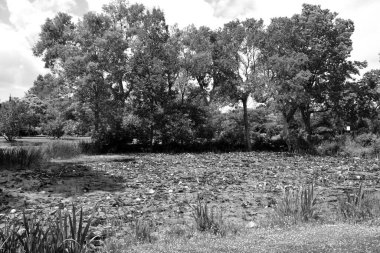 Nenuphar çiçeği, göldeki su zambağı. Güzel su bitkileri ve çiçekler yaz göletlerinde ve nehirlerde yetişir..