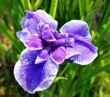 Iris Germanica, İridaceae familyasından 
