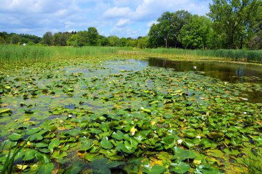 Nenuphar çiçeği, göldeki su zambağı. Güzel su bitkileri ve çiçekler yaz göletlerinde ve nehirlerde yetişir..