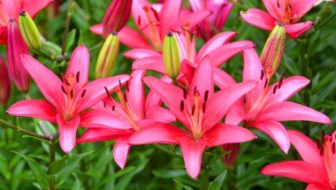 Amaryllis, Amaryllidinae kabilesindeki tek cinstir. Çiçek açan ampullerin iki türü olan küçük bir cinsidir..