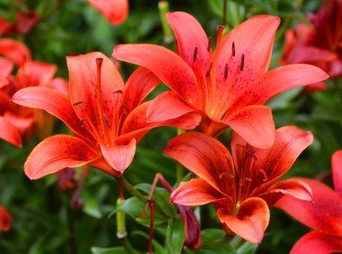 Amaryllis, Amaryllidinae kabilesindeki tek cinstir. Çiçek açan ampullerin iki türü olan küçük bir cinsidir..