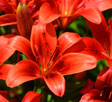 Amaryllis, Amaryllidinae kabilesindeki tek cinstir. Çiçek açan ampullerin iki türü olan küçük bir cinsidir..