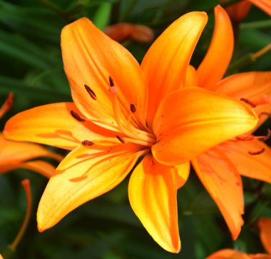 Amaryllis, Amaryllidinae kabilesindeki tek cinstir. Çiçek açan ampullerin iki türü olan küçük bir cinsidir..