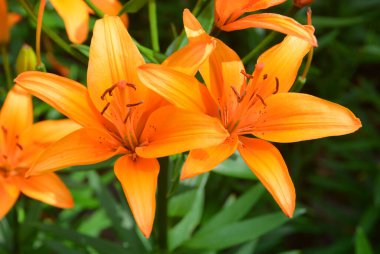 Amaryllis, Amaryllidinae kabilesindeki tek cinstir. Çiçek açan ampullerin iki türü olan küçük bir cinsidir..