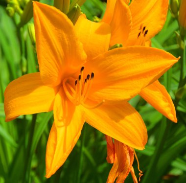 Amaryllis, Amaryllidinae kabilesindeki tek cinstir. Çiçek açan ampullerin iki türü olan küçük bir cinsidir..