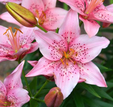 Amaryllis, Amaryllidinae kabilesindeki tek cinstir. Çiçek açan ampullerin iki türü olan küçük bir cinsidir..