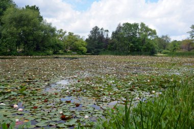 Nenuphar çiçeği, göldeki su zambağı. Güzel su bitkileri ve çiçekler yaz göletlerinde ve nehirlerde yetişir.. 