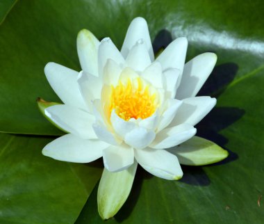 Nilüfer çiçeği. Nymphaeaceae çiçekli bir bitki ailesidir. Bu ailenin fertlerine genelde nilüferler denir. 