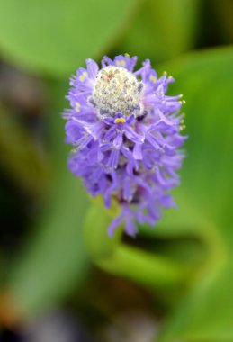 Bahçedeki güzel mor çiçek 