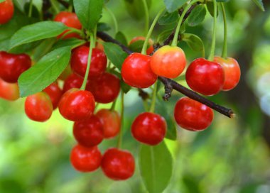 Daldaki kirazlar. Bahçedeki dala sabah çiğ damlalarıyla olgunlaşmış kiraz taneleri. Meyve bahçesinde kara kirazlar