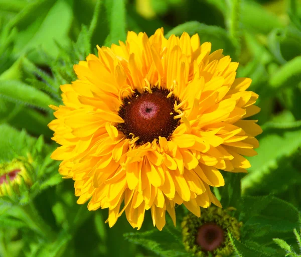 Tagetes Erecta Μεξικάνικο Marigold Aztec Marigold Είναι Ένα Είδος Του — Φωτογραφία Αρχείου