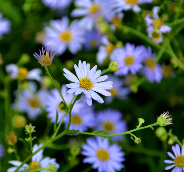 Primo Piano Cespuglio Margherite Blu Porpora Brillante Viola Sfondo Floreale — Foto Stock