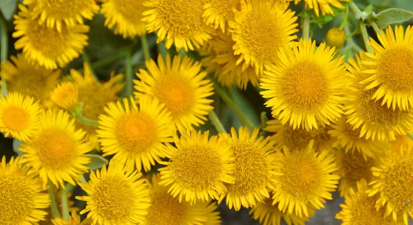 Erigeron Bonariensis Uma Espécie Erigeron Encontrada Todo Trópicos Subtrópicos Como — Fotografia de Stock