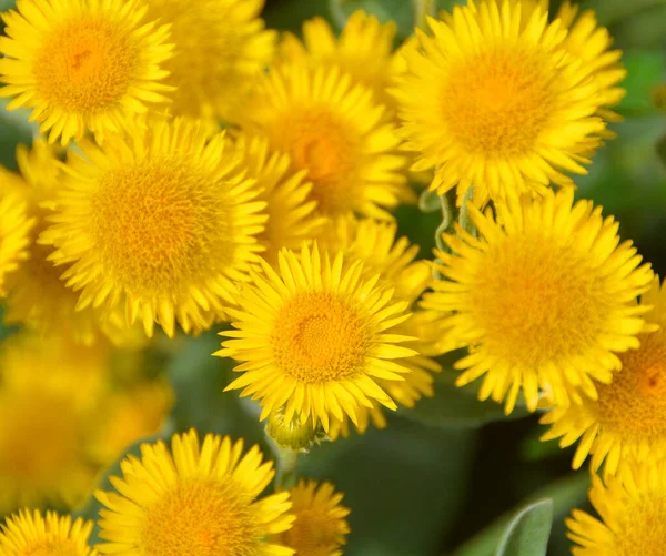 Erigeron Bonariensis Jest Gatunkiem Erigeron Występującym Tropikach Subtropikach Jako Roślina — Zdjęcie stockowe