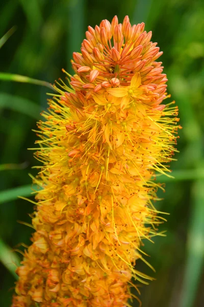Eremurus Stenophyllus Liščí Lilie Úzkými Listy Druh Kvetoucí Rostliny Čeledi — Stock fotografie