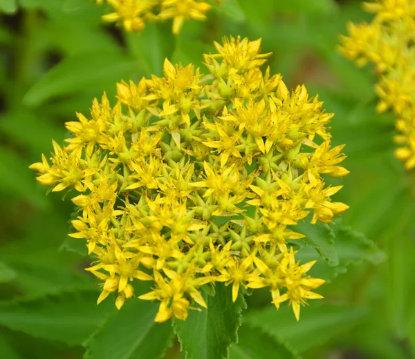 Öforbi Euphorbia Atmacagiller Euphorbiaceae Familyasından Çok Geniş Çeşitli Bir Bitki — Stok fotoğraf