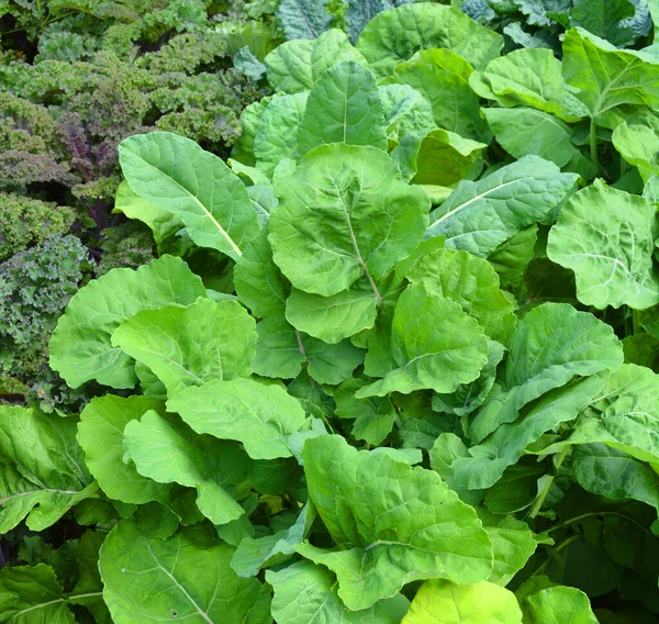 Cavolo Cavolo Cappuccio Comprendente Diverse Cultivar Della Brassica Oleracea Una — Foto Stock