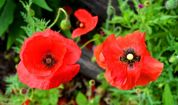 Una Amapola Una Planta Con Flores Subfamilia Papaveroideae Familia Papaveraceae — Foto de Stock