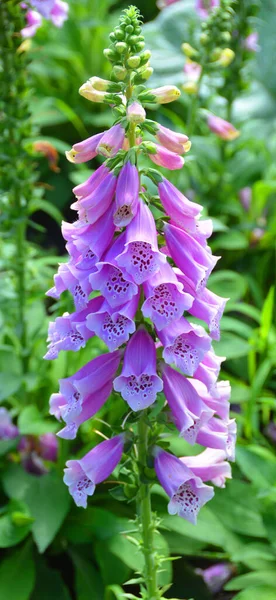 Penstemon Skäggtungan Ett Stort Släkte Cirka 250 Arter Blommande Xter — Stockfoto