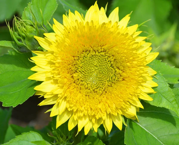 ひまわりはアメリカ原産の年間植物です 大きな花序を持ち 花の形やイメージに由来することが多く 太陽を表現する際によく用いられます — ストック写真