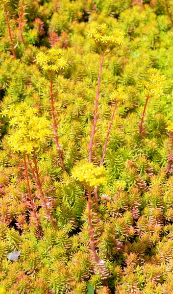 アンジェリーナ ストーンクロップセダム ルペストレ アンジェリーナ は多年生で常緑多肉植物で 低成長のマットを形成します — ストック写真