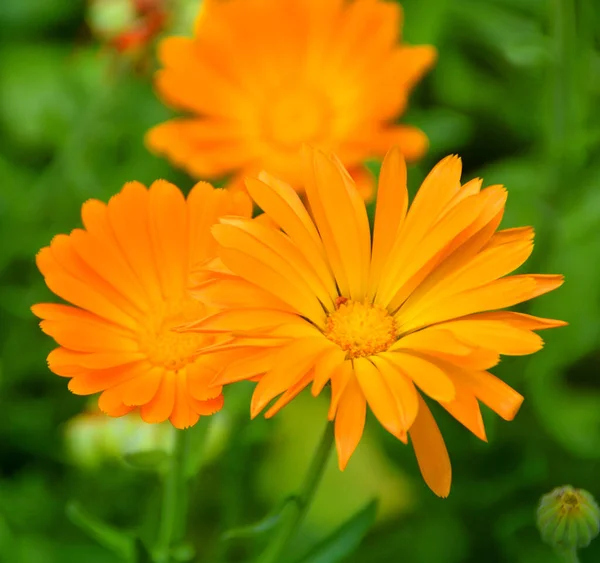 Coreopsis Ist Eine Pflanzengattung Aus Der Familie Der Asteraceae Häufige — Stockfoto