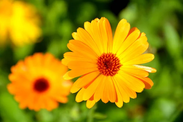 Coreopsis Ist Eine Pflanzengattung Aus Der Familie Der Asteraceae Häufige — Stockfoto