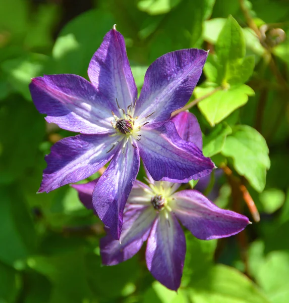 Hermosa Flor Púrpura Jardín — Foto de Stock