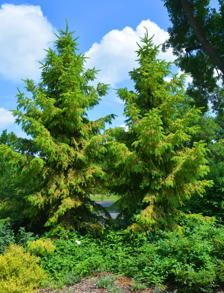 挪威云杉或欧洲云杉 是原产于北欧 中欧和东欧的一种云杉 — 图库照片
