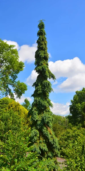 Picea Abies Uma Espécie Abeto Nativo Europa Norte Central Oriental — Fotografia de Stock