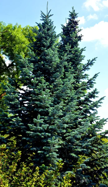高山冷杉 Abies Lasiocarpa 又称落基山冷杉 Rocky Mountain Fir 是北美西部的一种冷杉树 它是一种中等大小的常绿针叶树 — 图库照片