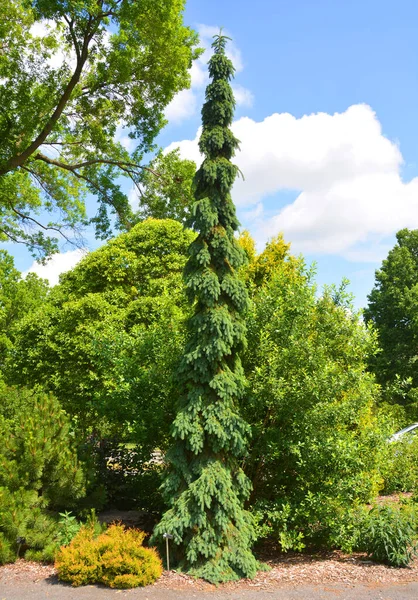 Picea Abies Norveç Ladini Veya Avrupa Ladini Kuzey Orta Doğu — Stok fotoğraf