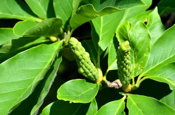 Magnolia Tree Leaf Género Plantas Con Flores Perteneciente Familia Magnoliaceae — Foto de Stock