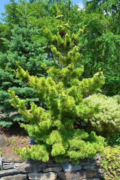 Pinus Parviflora Pinus Parviflora Japonya Kore Özgü Pinus Alt Geni — Stok fotoğraf