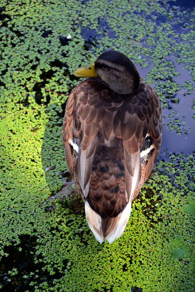 Anka Sittande Träskvatten — Stockfoto