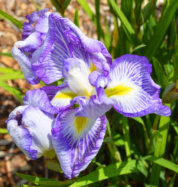 日耳曼花 Iris Germanica 是一种菊科开花植物的公认名称 通常被称为有胡子的虹膜或德国有胡子的虹膜 它是一组混合起源中的一个 — 图库照片
