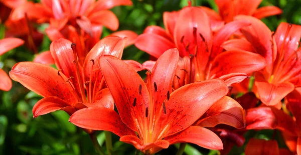 Amaryllis Amaryllidinae Amaryllideae 속이다 알뿌리 의작은 속으로 종류가 — 스톡 사진