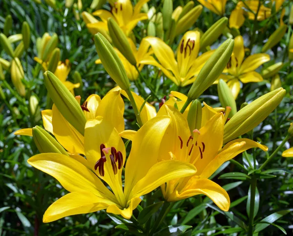 Amaryllis Ist Die Einzige Gattung Unterstamm Amaryllidinae Stamm Amaryllideae Ist — Stockfoto