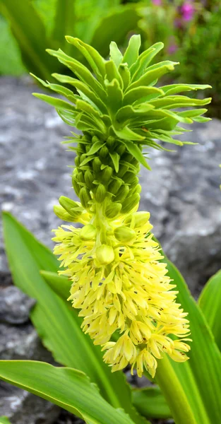 Eucomis Humilis Druh Kvetoucí Rostliny Čeledi Asparagaceae Podčeledi Scilloideae Původem — Stock fotografie