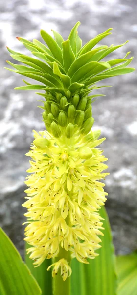 Eucomis Humilis Druh Kvetoucí Rostliny Čeledi Asparagaceae Podčeledi Scilloideae Původem — Stock fotografie