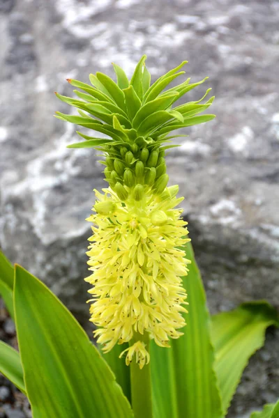 Eucomis Humilis Druh Kvetoucí Rostliny Čeledi Asparagaceae Podčeledi Scilloideae Původem — Stock fotografie