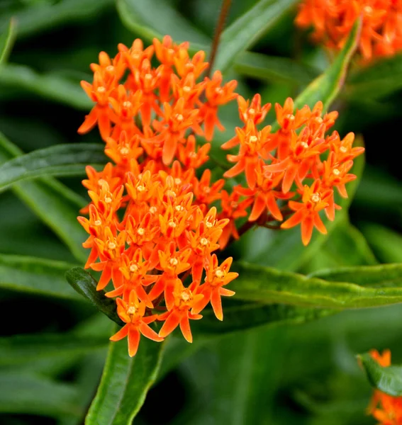 Orange Blommor Grön Trädgård — Stockfoto