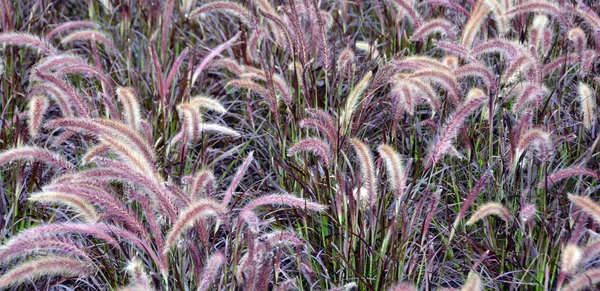 Beautiful Purple Fountain Grass Fluffy Feather Pennisetum — Stock Photo, Image