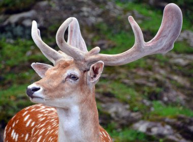 Fallow deer (Dama dama), Cervidae familyasından bir memeli türü. Bu yaygın tür Batı Avrasya 'ya özgüdür.