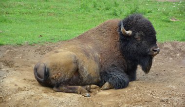 Amerikan bizonu ya da bizonu, bir zamanlar Kuzey Amerika 'nın otlaklarında geniş sürüler halinde yaşayan bir bizon türüdür.