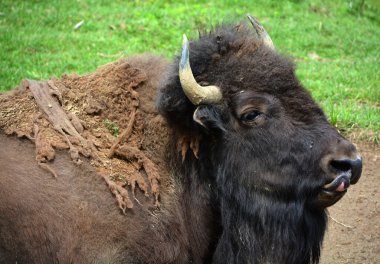 Amerikan bizonu ya da bizonu, bir zamanlar Kuzey Amerika 'nın otlaklarında geniş sürüler halinde yaşayan bir bizon türüdür.